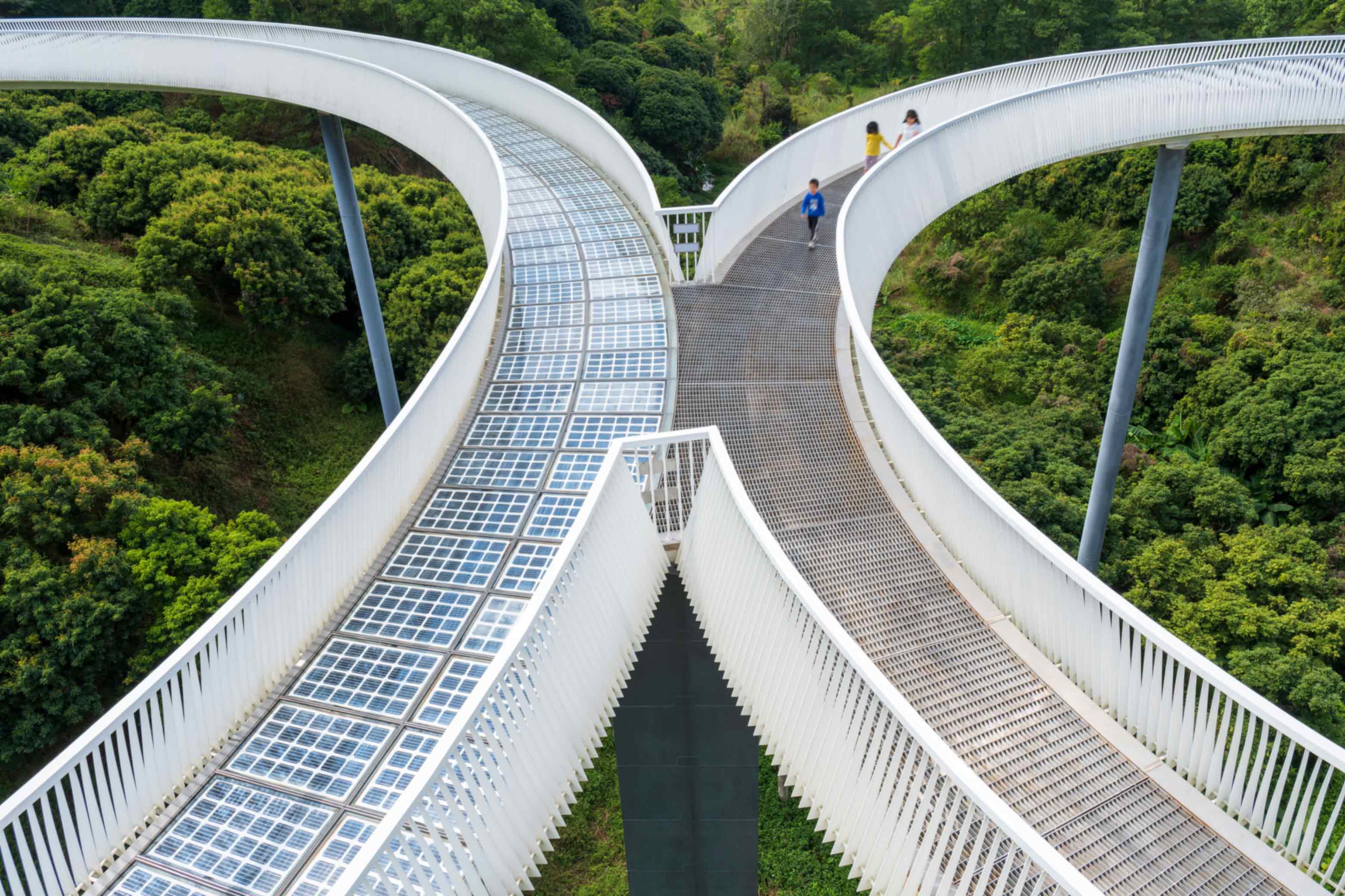 forest with connecting bridges