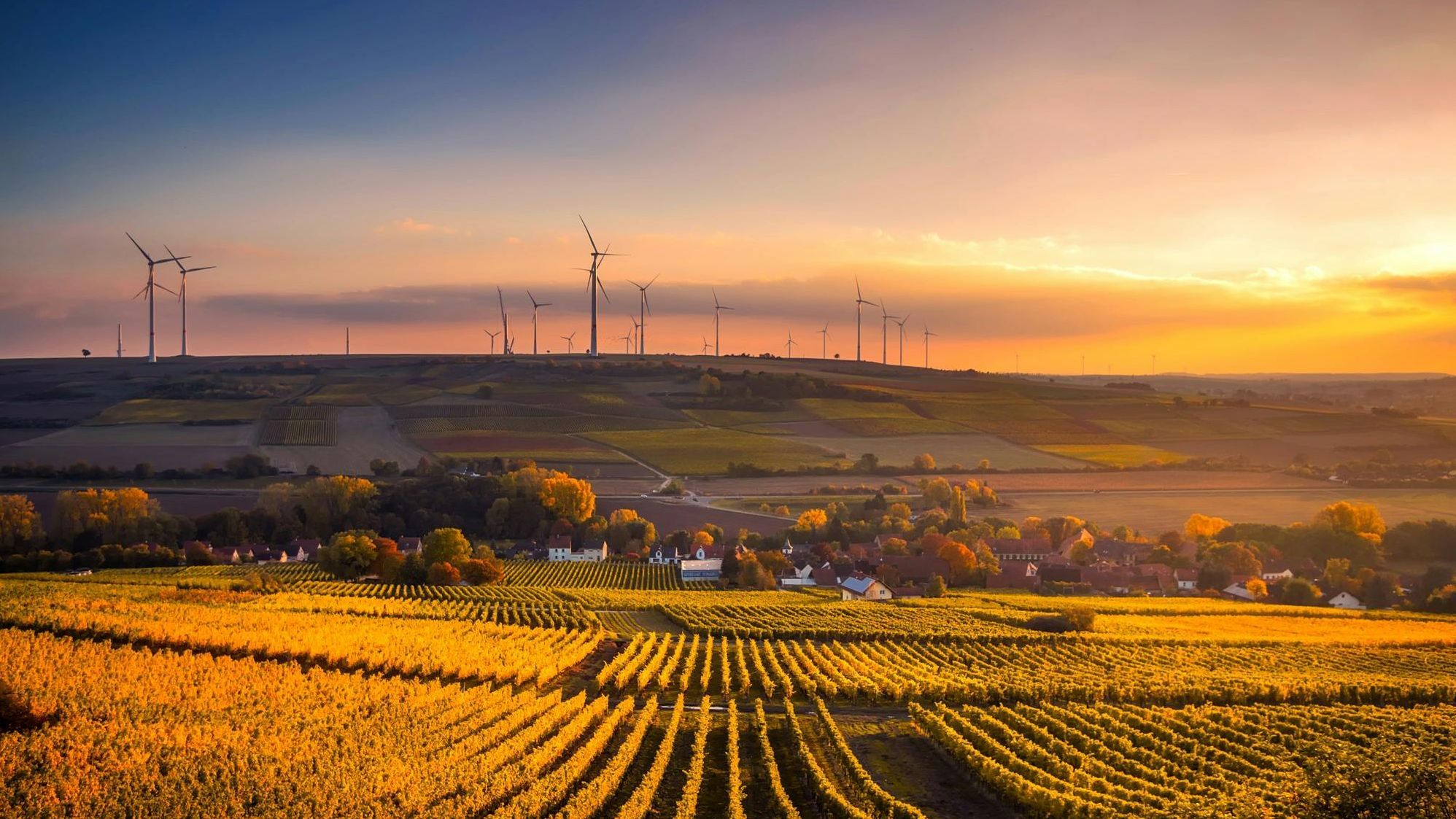 Bild: Grünes Bild bei Sonnenuntergang, im Hintergrund stehen Windkrafträder