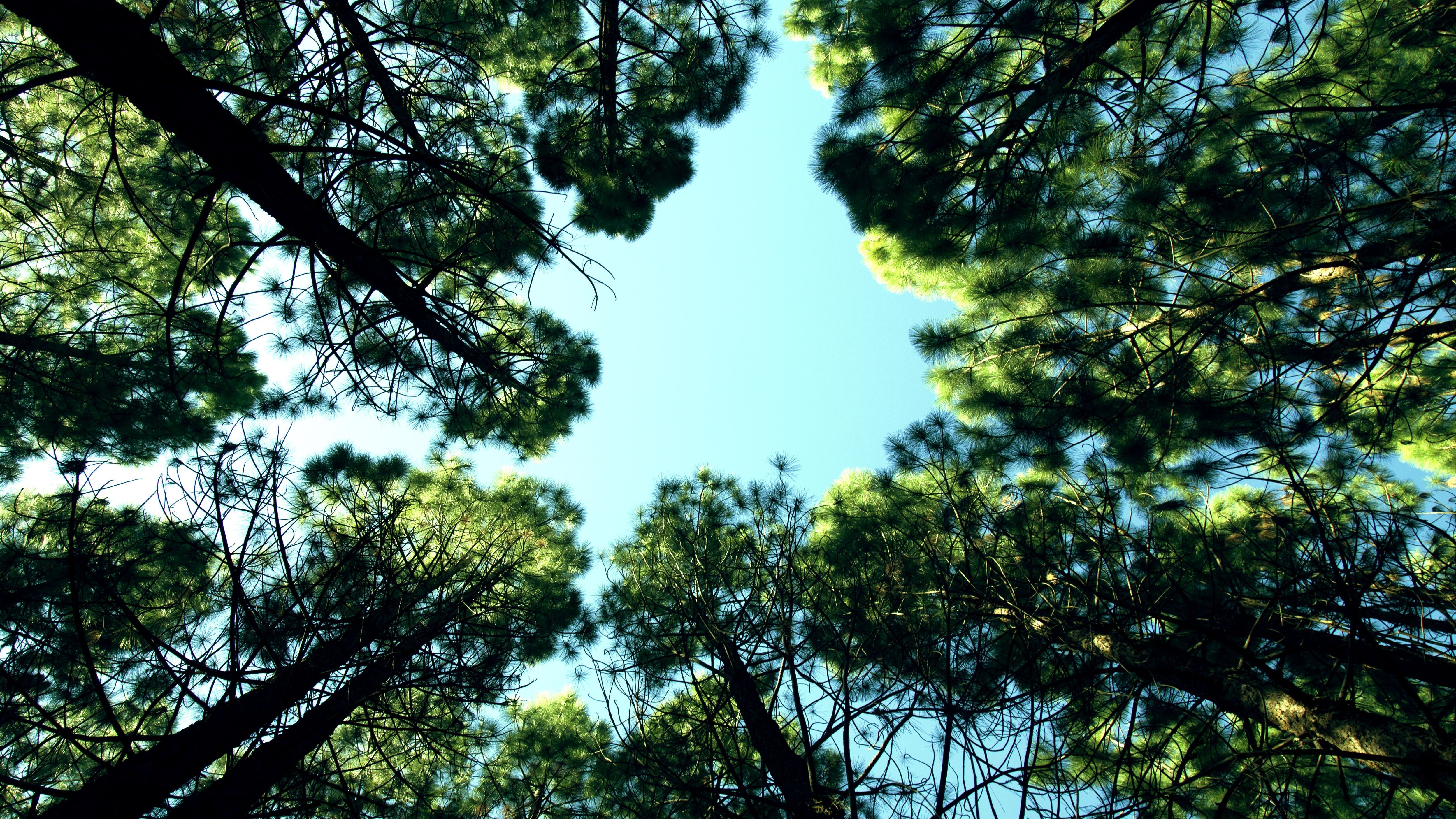 Image: Perspective from below in a forest, with tall trees with green crowns framing a circular section of the blue sky.