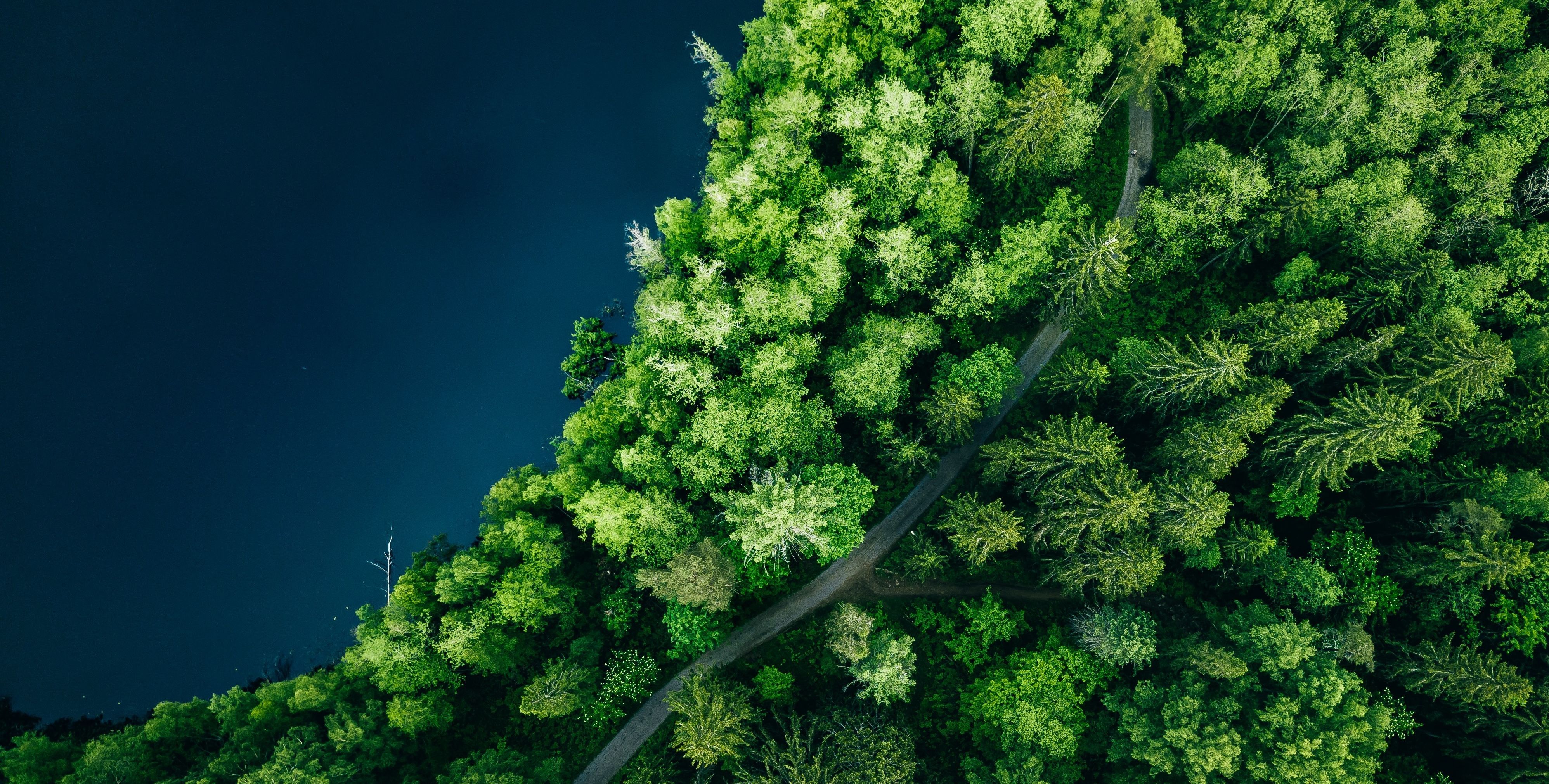 [[Translate to "English"]] Wald Vogelperspektive