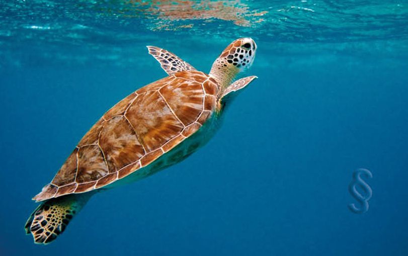 Schildkröte unter Wasser mit schwimmenden Paragraphen im Wasser